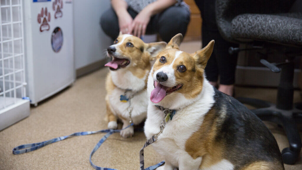 Pet Emergency Care - Desert Hills Animal Clinic