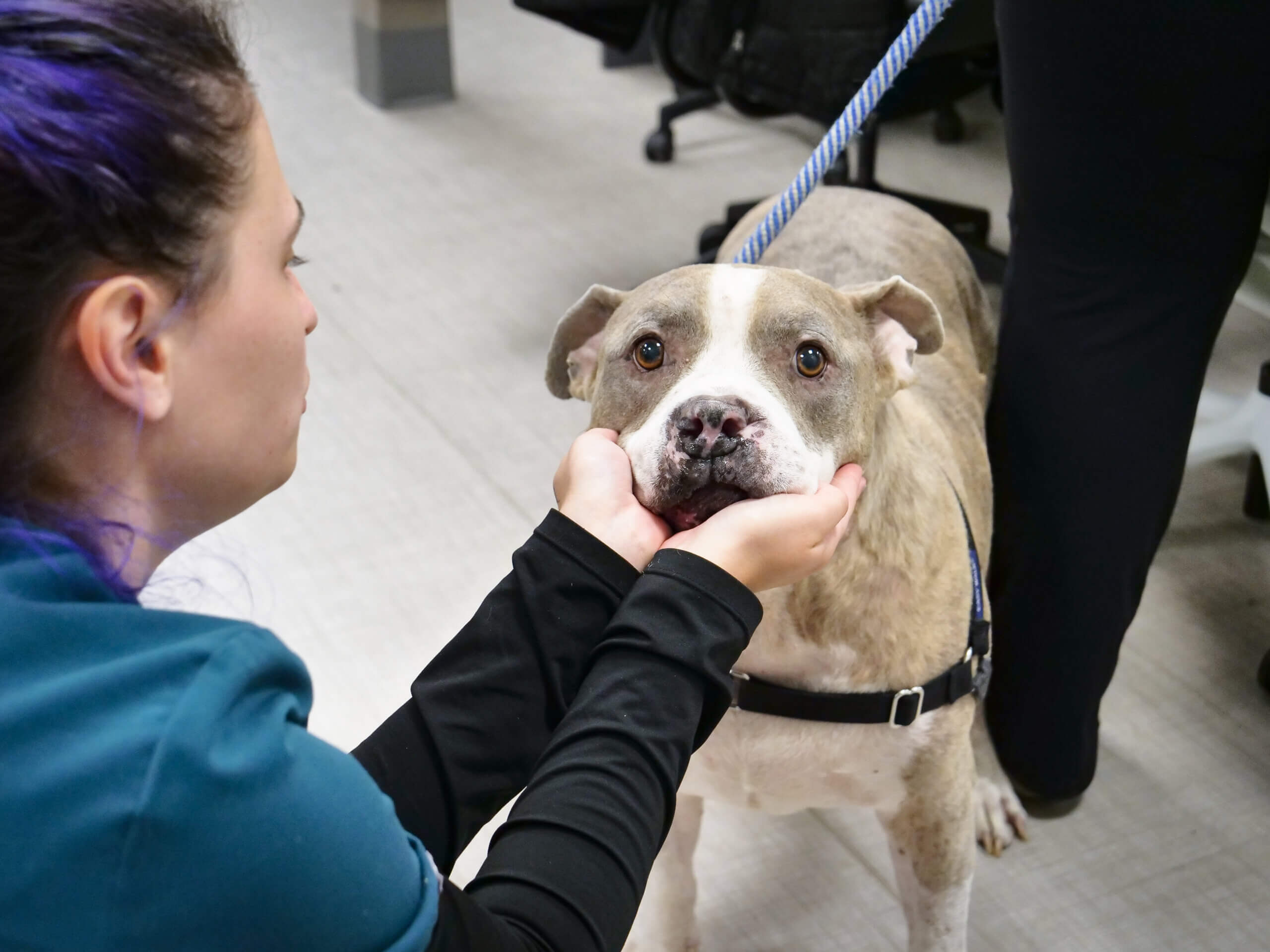 Book Your Appointment Online - Desert Hills Animal Clinic